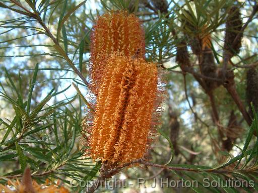 Banksia spin double 